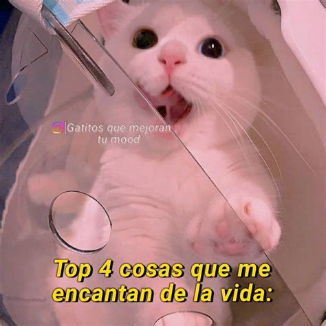 Top Cosas Que Me Encantan De La Vida Palabras Lindas Meme Gato