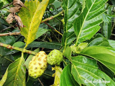 Morinda Citrifolia Ecos Del Bosque