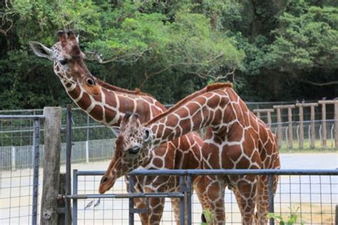 沖縄こどもの国 Okinawa Zoo And Museum コンドミニアムホテル美浜ウーピー