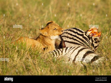 Löwe Zebra Fotos Und Bildmaterial In Hoher Auflösung Alamy