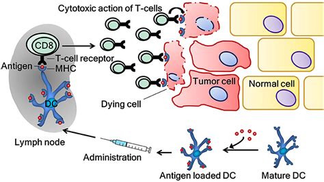 Frontiers Dendritic Cell Cancer Therapy Vaccinating The Right