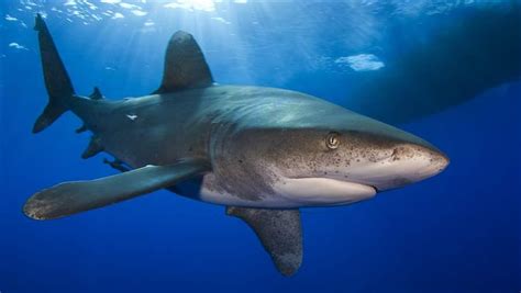 Threatened Sharks Return To The Safety Of Bahamas Sanctuary The Pew