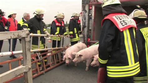 Schweinetransporter Umgekippt Bis Zu 100 Tiere Tot YouTube