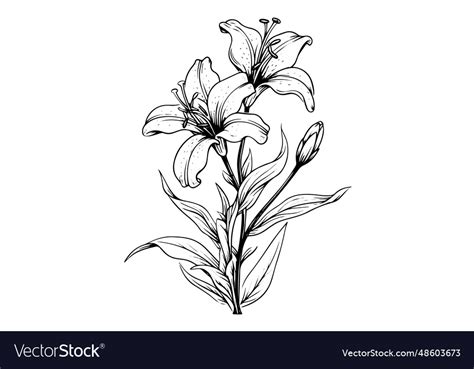 Monochrome black and white bouquet lily isolated Vector Image