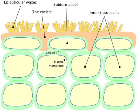 Cuticle In Plants