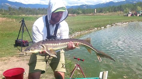 Pescuit La Feeder Cu Surprize Recordul Meu La Sturion La Tehnica