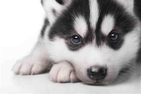 Cutest Husky Puppy Wallpaper