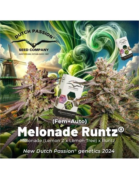 Melonade Runtz Strain Dutch Passion Feminized Seeds