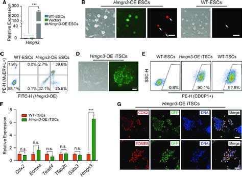 Hmgn Oe Promoted The Conversion Of Escs To Tscs A Expression Levels