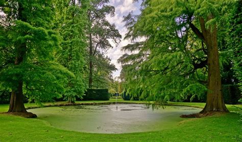 PlantFiles Pictures Taxodium Species Bald Cypress Gulf Cypress