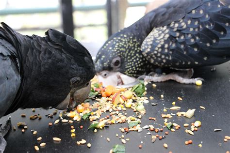 Red-Tailed Black Cockatoo | Cairns Zoom & Wildlife Dome