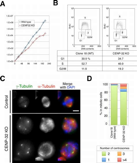 Cenp Knockout In Chicken Dt Cells Shows Multipolar Phenotype A