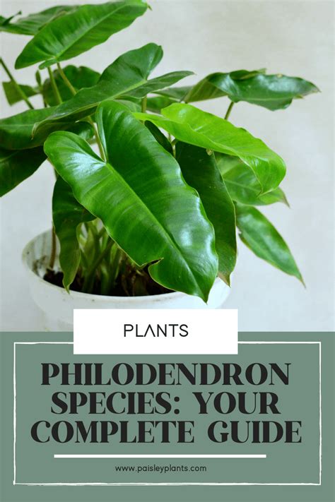 30 Stunning Types Of Philodendron Varieties To Grow Indoor 46 OFF