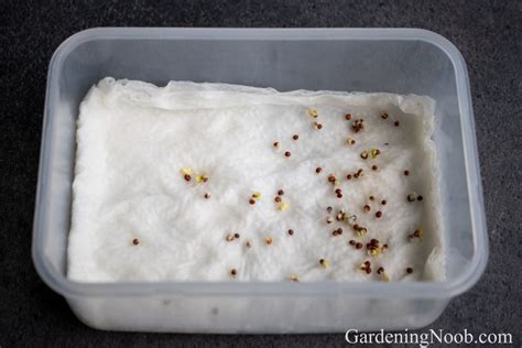 How To Germinate Vegetable Seeds In Wet Paper Towel