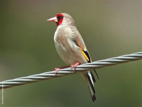 Eastern Goldfinch | KuwaitBirds.org