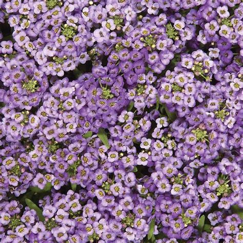 Alyssum - Blue – Knippel Garden Centre