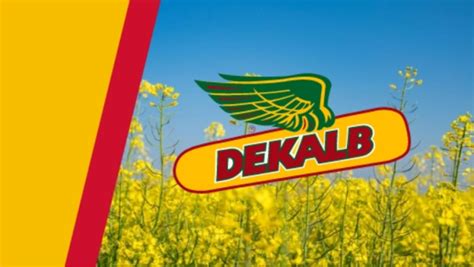 Dekalb Clubroot Resistant Canola Hybrids Bayer Crop Science Canada