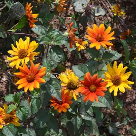 Heliopsis Helianthoides Var Scabra Bleeding Hearts P Pini Res