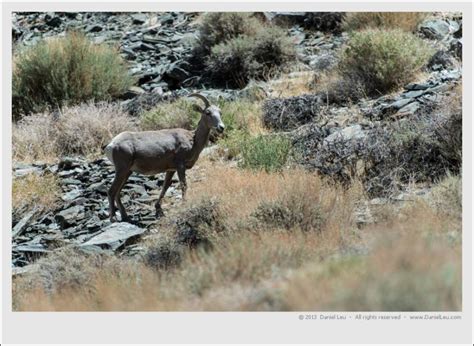 Sierra Nevada Bighorn Sheep – Daniel Leu | Photography