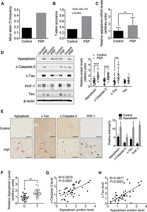 Appoptosin Mediated Caspase Cleavage Of Tau Contributes To Progressive