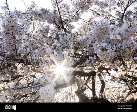 St James S Park Green Space Hi Res Stock Photography And Images Alamy