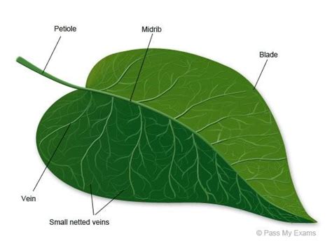 External Structure Of A Leaf Diagram 3 Dorsiventral Cross Se