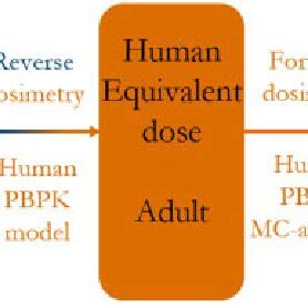 Calculation Steps For Development Of Human Equivalent Dose From Rat And