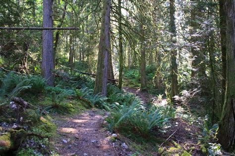 Hope Lookout Trail | Vancouver Trails