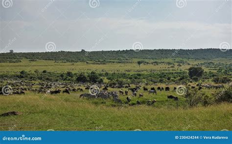 Countless Herds of Herbivores in the African Savanna. Stock Photo ...