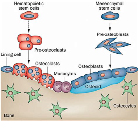 Osteocytes In Bone