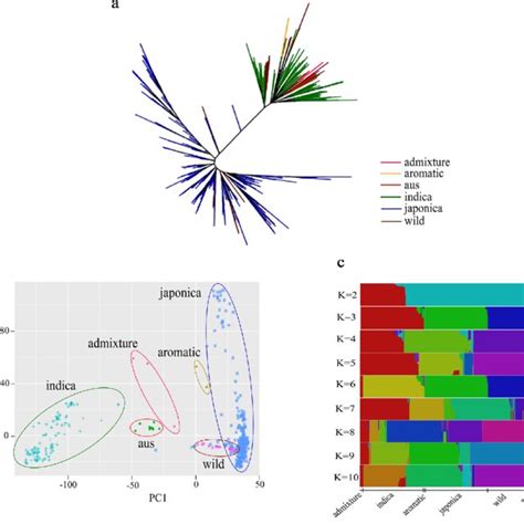 Phylogenetic Tree And Population Structure Of 475 Rice Accessions A