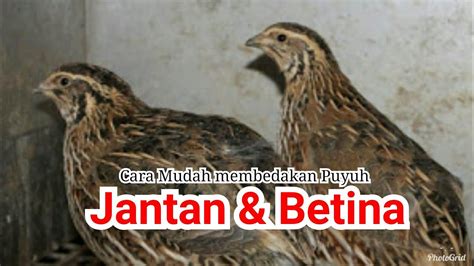 Ternak Burung Puyuh Cara Membedakan Puyuh Jantan Dan Betina YouTube