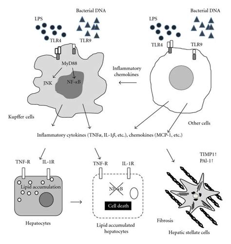 Tlrs And Downstream Signaling In Nafld Kupffer Cells Respond To Tlr