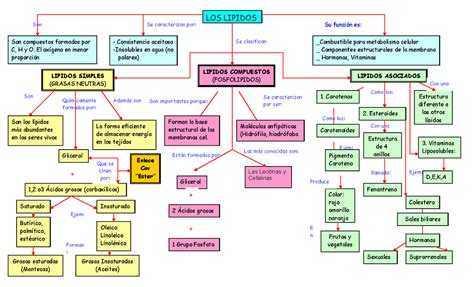 Mapa Conceptual De Glucidos Y Lipidos