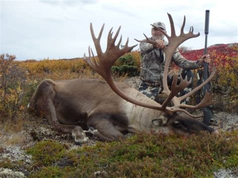 Caribou Photos Alaska Brown Bear Hunts Litzen Guide Service