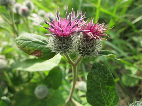 Arctium Tomentosum Downy Burdock Free Photo On Pixabay Pixabay