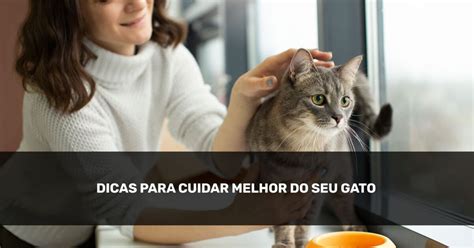 Dicas Para Cuidar Melhor Do Seu Gato Portal O Impacto