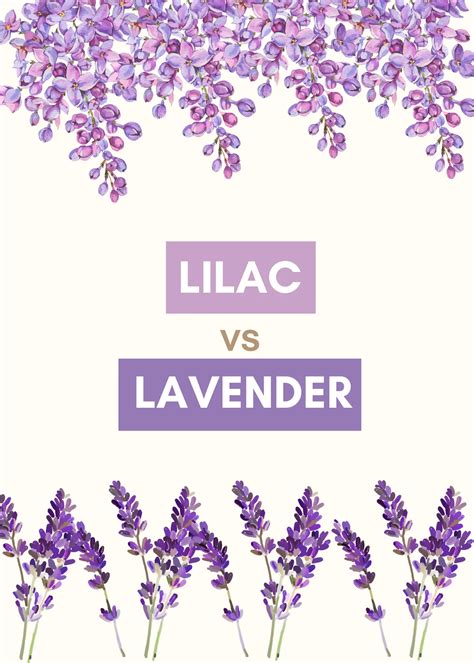 lilac vs lavender color 6