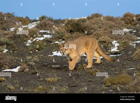 puma puma concolor  high altitude habitat torres del paine
