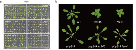 科学网—《自然—植物》：中科院分子植物卓越中心赵春钊团队揭示植物平衡生长和盐胁迫响应的分子机制 小柯生命的博文