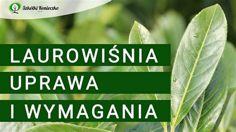 Laurowi Nia Uprawa Wymagania Odmiany Prunus Laurocerasus