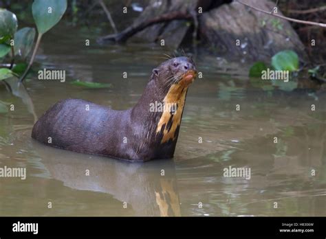 Giant River Otter Pteronura Brasiliensis Brazil Stock Photo Alamy