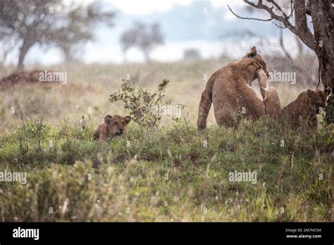 African Lions Panthera Leo Lioness Lying With Her Cubs In The Grass