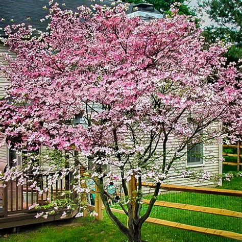 Stellar Pink Dogwood Trees For Sale Online | The Tree Center™