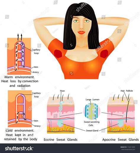 Armpit Sweat Armpit Sweating Beauty Female Stock Vector (Royalty Free) 174211835 | Shutterstock