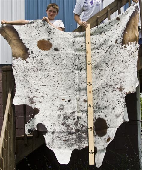 Decor Longhorns Head To Tail Store