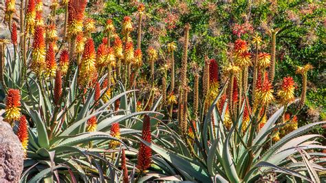 Embracing the Beauty of Native Plants in Tucson, Arizona - Tucson Professional Landscaping