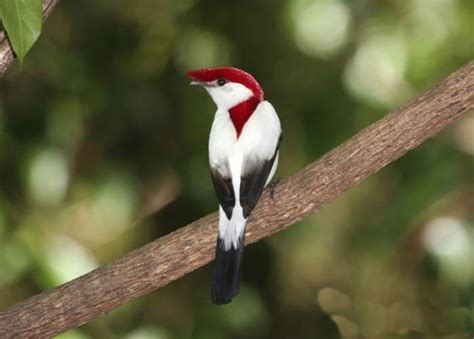 Soldadinho Do Araripe Hist Ria Canto Fatos E Curiosidades P Ssaros