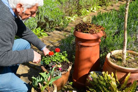 Gardening Mature Man Tending To Plants Stock Image Image Of Light