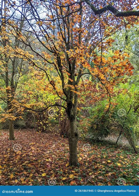 Trees Autumn In Dendrological Park Arboretum Silva Stock Image Image